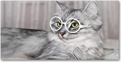 Produktbild von Tulup® Glas-Bild - 100x50 -Wandkunst - Wandbild hinter gehärtetem Sicherheitsglas  - Tiere - Katze mit Brille - Grau