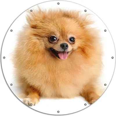 Produktbild von Wallario rundes Outdoor-Poster für Garten oder Balkon, Motiv Lustiger niedlicher Spitz, 120 cm Durchmesser