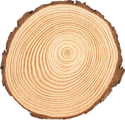 Produktbild von Holzscheibe Kiefer Ø 15x1,5 cm