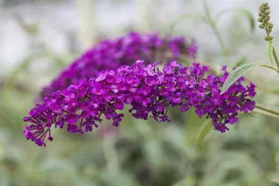 Produktbild von Buddleja davidii 'Royal Red', Schmetterlingsflieder, rot, 40–60 cm