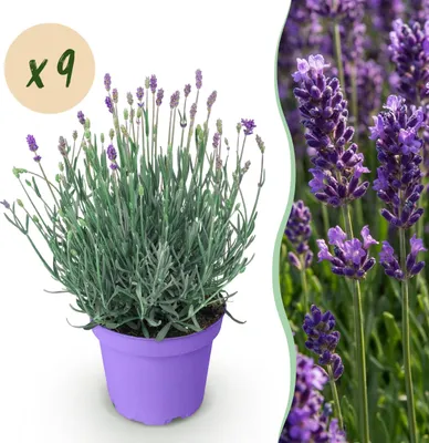 Image de Lavandula angustifolia Munstead - Lavande - Rustique - Pourpre - 9 Plantes - 20-25cm - Ø12cm - Plante de jardin