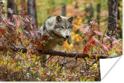Produktbild von MuchoWow® Poster Wolf - Ast - Wald 60x40 cm - Schlafzimmerdekoration
