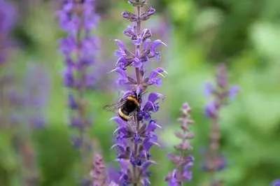 Produktbild von 6 x Salvia nem. 'Mainacht' ('maynight') - Sternmoos - Topf 9 x 9 cm