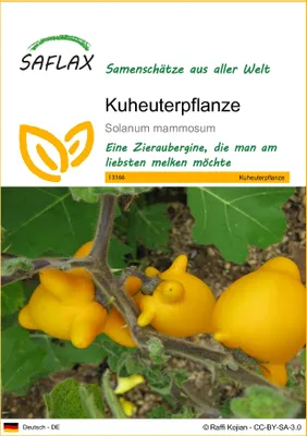 Produktbild von SAFLAX - Kuheuterpflanze - 10 Samen - Solanum mammosum