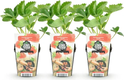 Produktbild von GreenboutiQ - Obstpflanzen - Erdbeere - Fragaria Elvira - Winterhart - 3 Pflanzen - Topf 9 cm - Rote Erdbeere