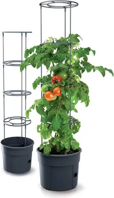 A tomato plant growing in a pot with a tomato cage.