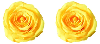 Produktbild von 2 realistische künstliche Rosenblütenköpfe aus Kunstseide ohne Stiel für DIY-Bastelarbeiten, Hochzeiten, Babypartys und Tischdekorationen