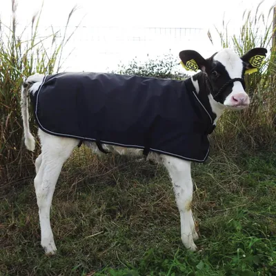 Produktbild von Weatherbeeta Kuhmantel - black, Größe:M