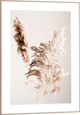 Produktbild von Wandbild - Braun - Weiß - 50 x 70 cm - Pampasgras Motiv