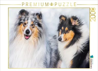 Produktbild von CALVENDO Puzzle Collies - Rüde und Hündin | 2000 Teile Lege-Größe 90x67cm Foto-Puzzle für glückliche Stunden