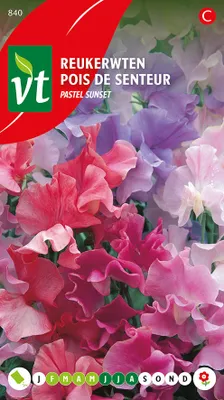 Image de Graines de pois de senteur Pastel Mix - env. 4 g | VT_840