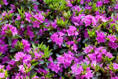 Produktbild von Rhododendron obtusum 'Königstein', lila Blüten, 20–25 cm