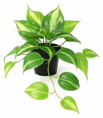 Produktbild von Künstliches Epipremnum Variegata Efeutute 23cm Kunstpflanze mit panaschierten