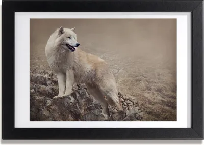 Produktbild von Bild 30x20 MDF-Rahmen, Wandkunst Weißer Wolf auf dem Felsen