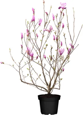 Produktbild von Magnolia soulangiana, Tulpen-Magnolie, 80–100 cm