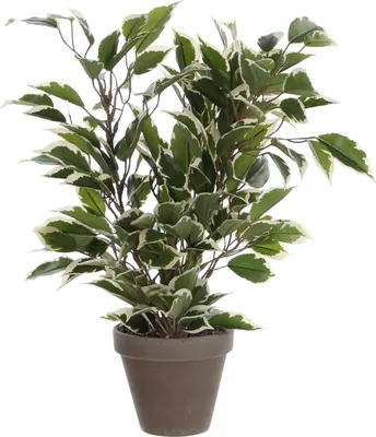 Image de Fleur artificielle ficus Natasja 40 cm colorée