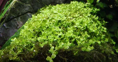 Produktbild von Aquarium Pflanze Micranthemum tweediei Monte Carlo AquaOne Wasserpflanze Nr.325