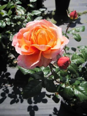 Produktbild von Rosa Capri ® - Nostalgierose - Edelrose - Tantau Rose