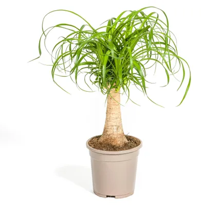 Zdjęcie produktu dla Łodyga Beaucarnea Recurvata - 40-50cm - Ø17cm - Roślina doniczkowa - Zimozielony