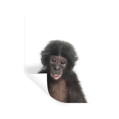 Produktbild von MuchoWow® Wandtattoo Wandsticker Wandaufkleber Affe - Tiere - Natur - Schimpanse 60x80 cm Selbstklebend und Repositionierbar - Repositionierbar - Wasser abweisend