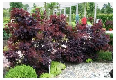 Produktbild von Perückenstrauch Royal Purple - Cotinus coggygria Royal Purple - Perückenbaum (40-60 cm)