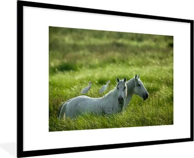 Produktbild von MuchoWow® MuchoWow® Gerahmtes Poster Pferde - Vogel - Gras 90x60 cm - Poster mit zchwarzem Bilderrahmen - Wanddekoration - Fotos
