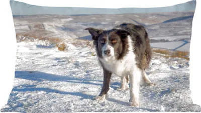 Produktbild von MuchoWow® Zierkissen Sofakissen Wohnzimmer Dekokissen 50x30 cm Ein Border Collie in den Schneehügeln - Wohnzimmerdekoration - Polster mit Photo