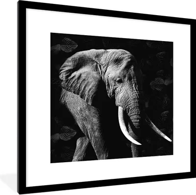 Produktbild von MuchoWow® Gerahmtes Poster Elefant - Zähne - Schwarz - Weiß 40x40 cm - Poster mit Schwarzem Bilderrahmen Wandposter Rahmen Foto Bilder - Poster - Plakat im Rahmen