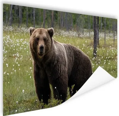 Produktbild von MuchoWow® Poster Braunbär im Wald 60x40 cm - Schlafzimmerdekoration