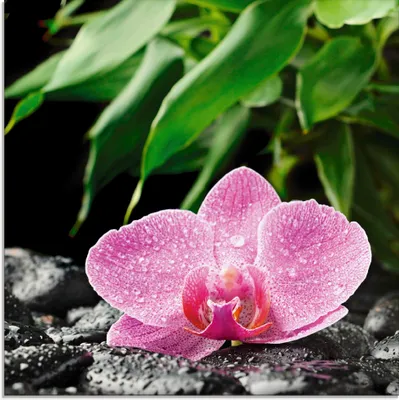 Produktbild von ARTland Glasbild Rosa Orchidee auf schwarzen Zen Steinen Größe: 20x20 cm