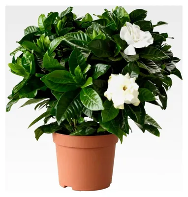 Produktbild von Gardenia Jasminoides Pflanze im Topf – Blühende Zimmerpflanze für Innenräume – Winterharter Zierstrauch – Duftende Jasminpflanze für Balkone und Kübel (15–25 cm, inkl. 9 cm Topf)