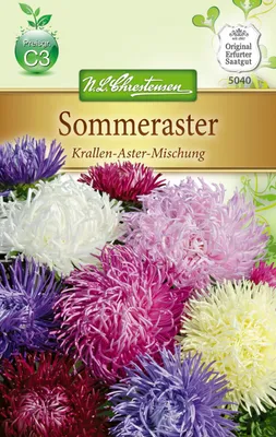 Immagine prodotto di Sommeraster "Krallen" - Aster | Semi di aster varietà "Krallen" di N.L. Chrestensen