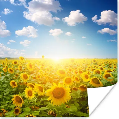 Produktbild von MuchoWow® Poster Sonnenblume - Sonne - Wolken 100x100 cm - Babyzimmer