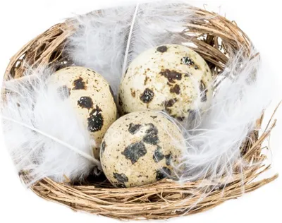 Produktbild von Wachteleier im Nest, 1 Box mit 12 Nestern