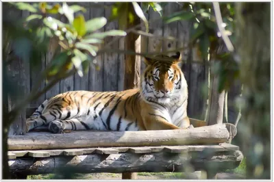 Produktbild von Wallario Wandbild Tiger im Sonnenschein, Größe: 61 x 91,50 cm, Poster mit weißem Aluminiumrahmen