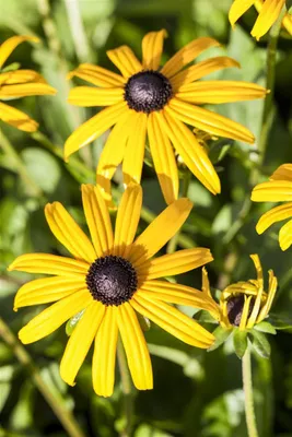 Produktbild von Rudbeckia fulgida 'Goldsturm', Sonnenhut, gelb, 2 Liter Container