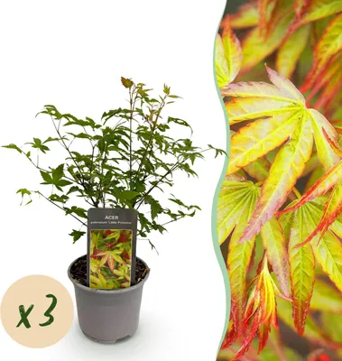 Zdjęcie produktu dla Acer palmatum Little Princess - Green - 3 rośliny - Liściaste - Niskie wymagania pielęgnacyjne - 25-35cm - Ø12cm - Roślina ogrodowa