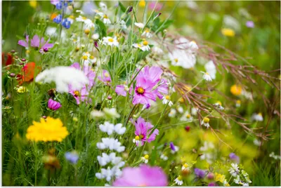 Produktbild von MuchoWow® Poster Blumen - Natur - Grün - Gras - Lila - Weiß 30x20 cm - Plakate - Print