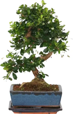 Zdjęcie produktu dla Drzewko herbaciane Fukien - Carmona microphylla - Wysokość 20-30cm - ⌀15cm
