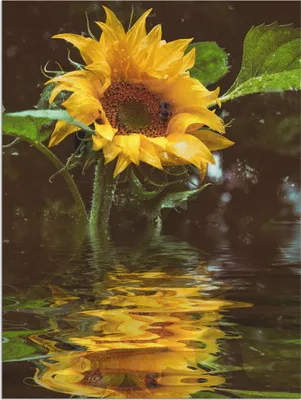 Produktbild von ARTland Wandbild Alu für Innen & Outdoor Sonnenblume mit Wasserspiegelung Größe: 30x40 cm