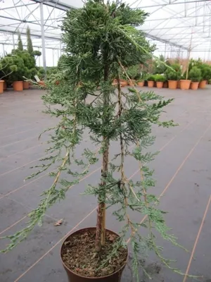 Produktbild von Juniperus horizontalis Glauca - Blauer Kriechwacholder Stamm 40cm