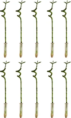 Image de Bloomique - Lot de 10 - Dracaena Sanderiana - Lucky Bamboo - Lucky Bamboo - Plantes d'intérieur - Purificateur d'air - Facile à entretenir - Hauteur 40-50 cm