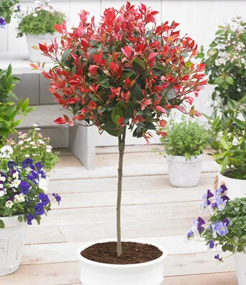 Produktbild von BALDUR Garten immergrünes Photinia-Stämmchen Little Red Robin® 1 Pflanze, Glanzmispel, winterhart, blühend, Photinia fraseri, schnellwachsend, Glanzmispel