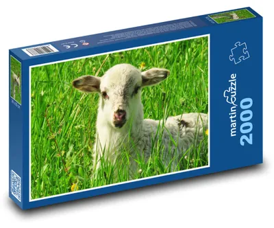 Produktbild von Puzzle 2000 Lamm auf grüner Wiese - martinpuzzle
