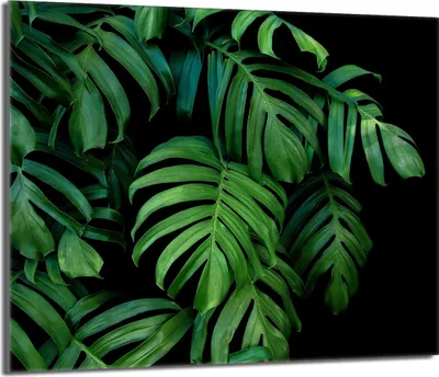 Immagine prodotto di Piastra copri fornelli 60x52 Piastra copri piano cottura in Vetroceramica alzatina in vetro tagliere decorativo, verde fogliame