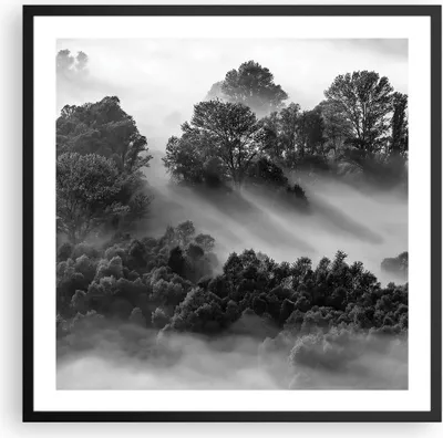 Produktbild von Gerahmtes Poster - Schwarzer Rahmen - Schwarzweiß Bäume Nebel - 60x60 cm - Wand Bild - Wanddeko - Wandbilder - Kunstposter - Wandposter - Bilderrahmen - Bilder - Kunstdruck - P2BAC60x60-4510