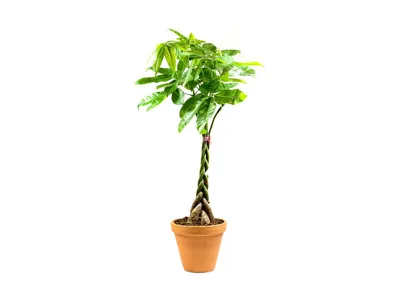 Obrázok produktu pre Gardners Pachira aquatica pletená stonka, priemer 24 cm