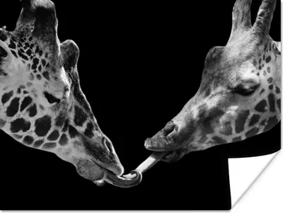 Produktbild von MuchoWow® Poster Tiere - Schwarz - Giraffe - Weiß - Porträt 120x90 cm - Wandbild