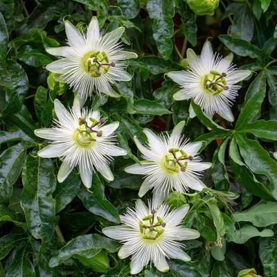 Zdjęcie produktu dla Passiflora 'Avalanche' - 2 rośliny
