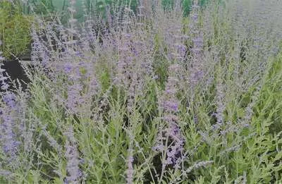 Immagine prodotto di Perovskia atripl. 'Blue Spire' - Blauraute Blue Spire 60- 80 cm - Contenitore